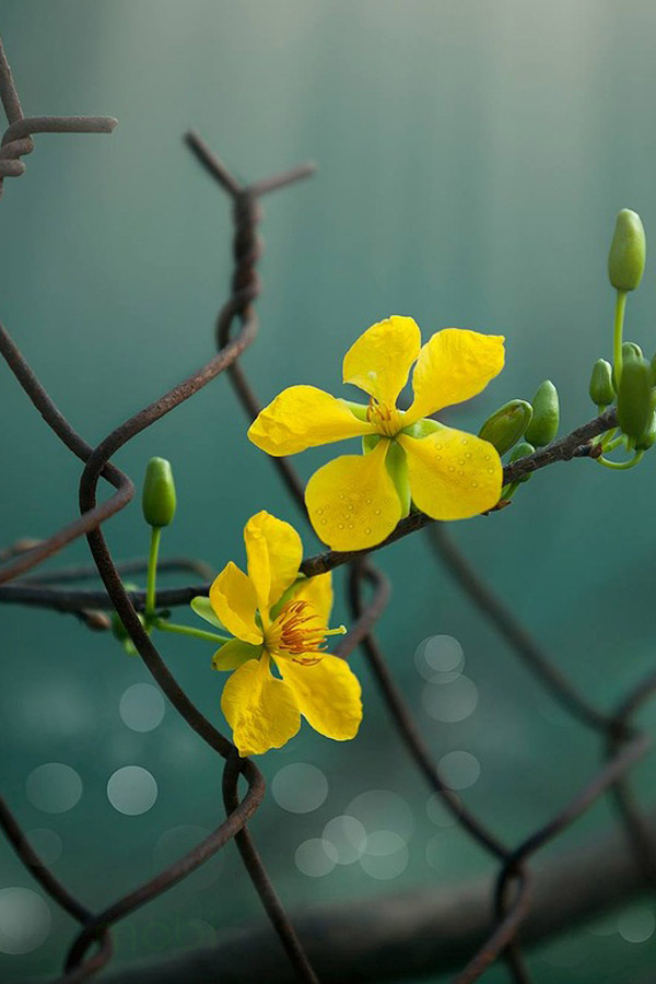 Hình nền hoa mai 2022 Hình nền hoa mai 2024