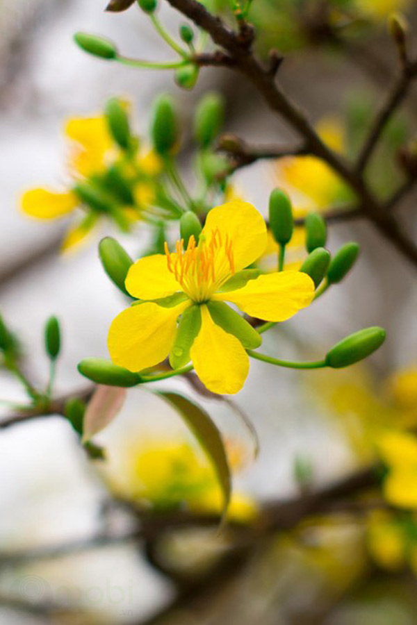 Hình nền hoa mai cho điện thoại Hình nền hoa mai cho điện thoại