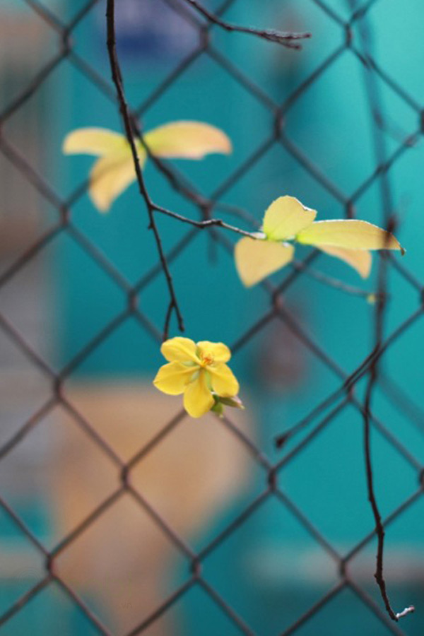 Hình nền cành mai đẹp Hình nền cành mai đẹp