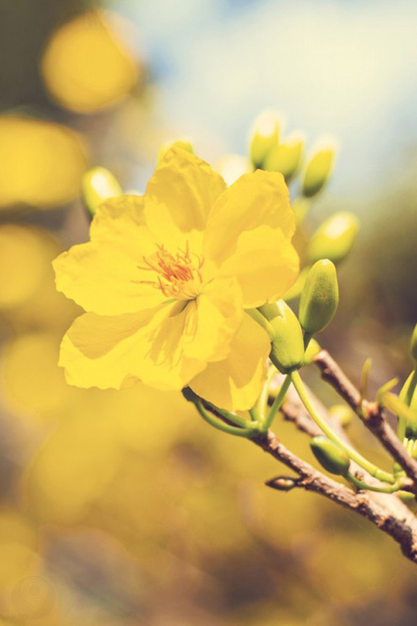 Hình nền cành mai vàng Hình nền cành mai vàng