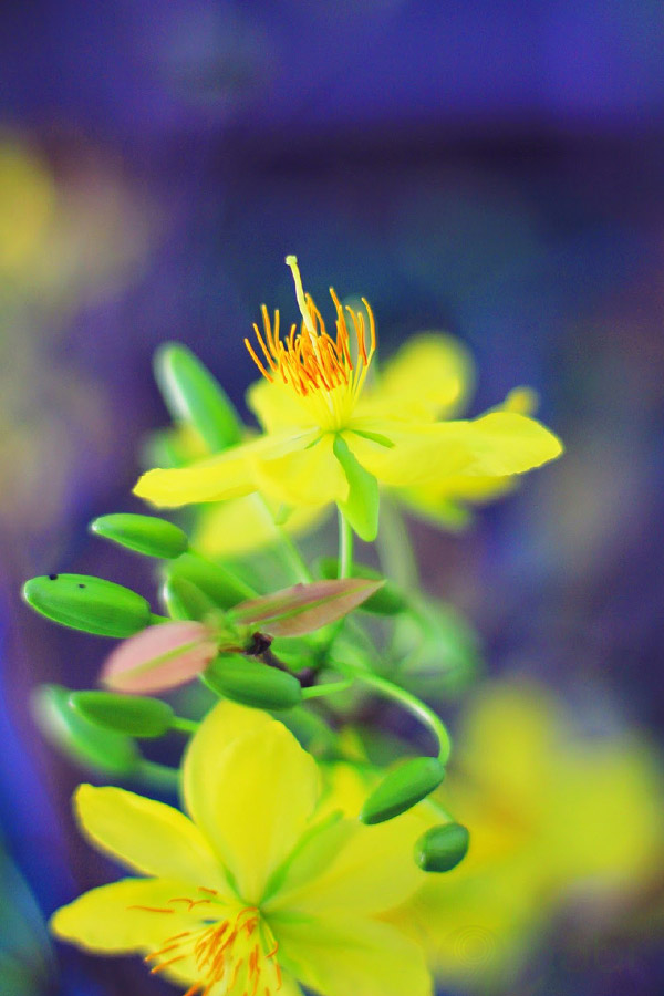 Hình nền ảnh hoa mai đẹp nhất Hình nền ảnh hoa mai đẹp nhất