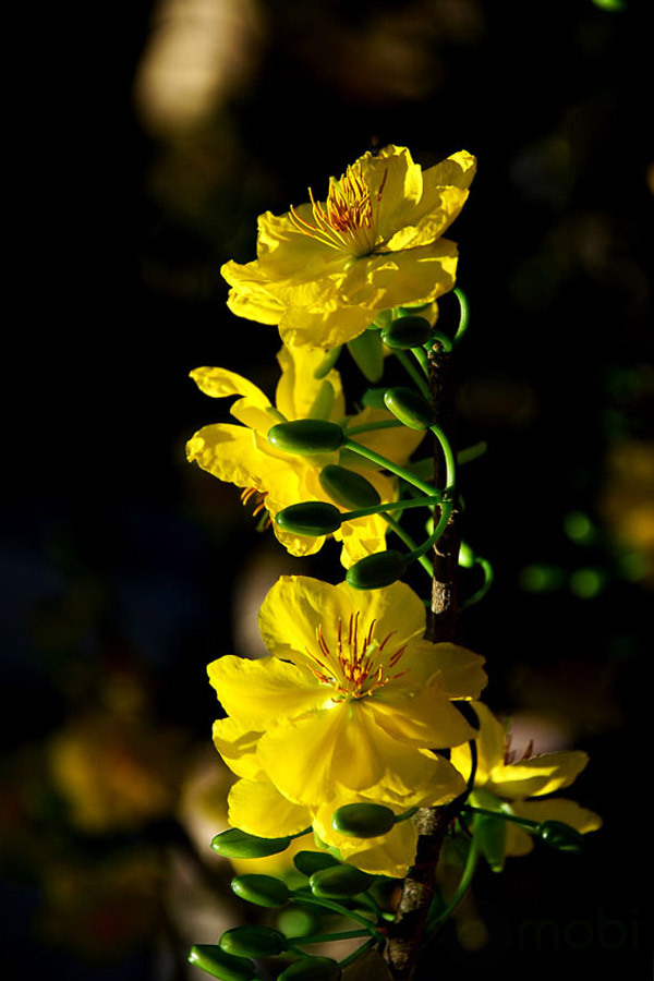 Ảnh nền hoa mai ngày Tết Ảnh nền hoa mai ngày Tết