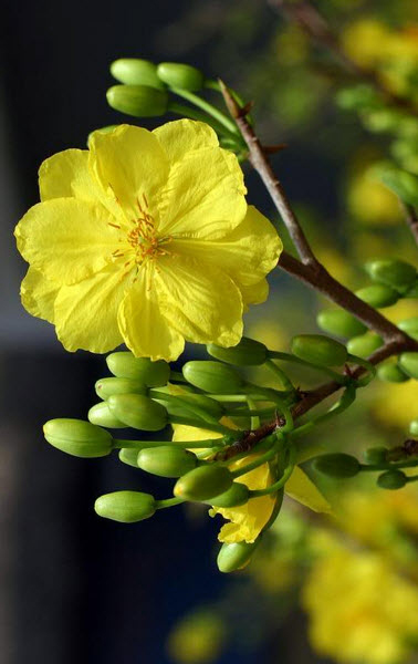 Hình nền cây hoa mai Hình nền cây hoa mai