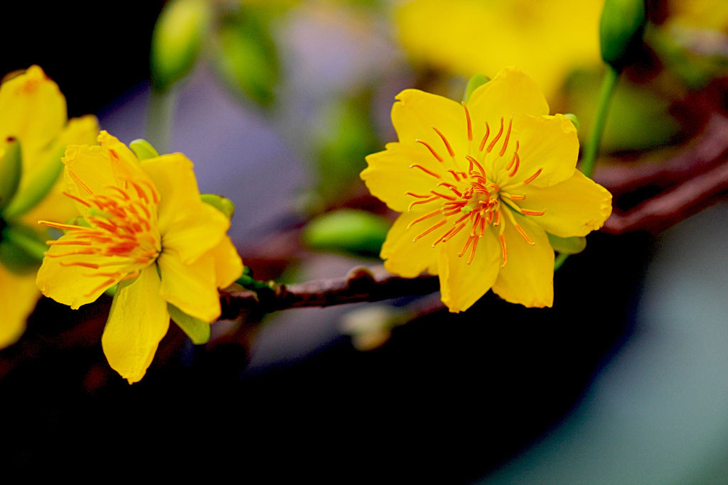 Hình ảnh cây mai ngày Tết Hình ảnh cây mai ngày Tết