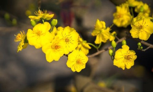 Hình ảnh cành mai vàng Hình ảnh cành mai vàng