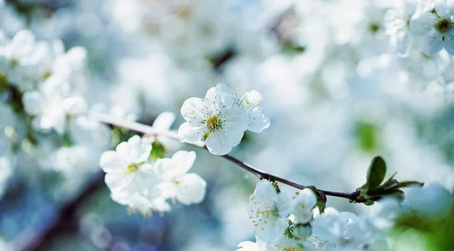 Hình ảnh hoa mai màu trắng đẹp