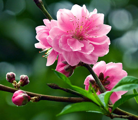 Thơ về hoa đào Thơ về hoa đào