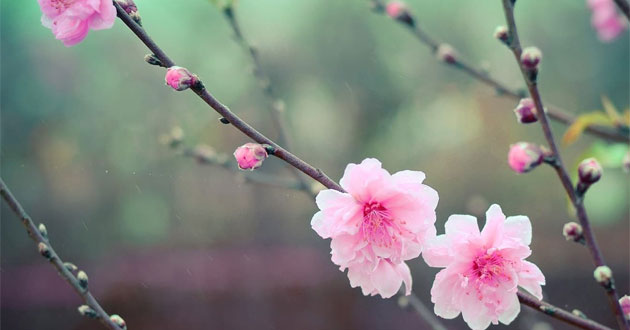 Thơ về hoa đào Thơ về hoa đào