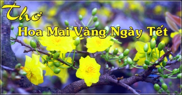 Những bài thơ hay về hoa mai ngày Tết