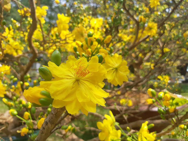 Thơ hay về hoa mai