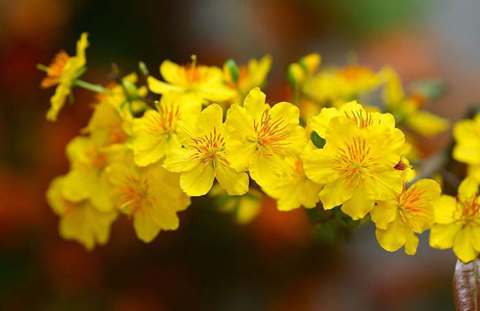 Thơ về hoa mai ngày Tết