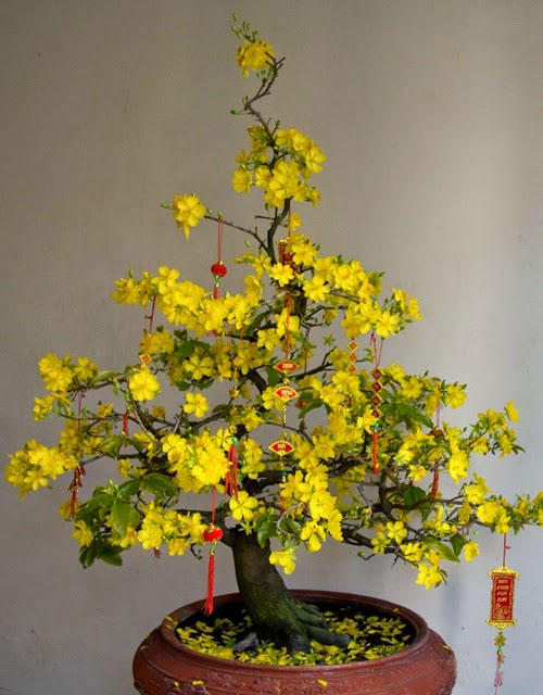 Gợi ý mẹo nuôi dáng mai đẹp