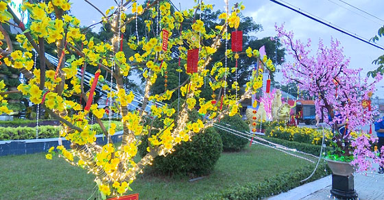 Trang trí cây mai ngày Tết bằng dây đèn nháy Trang trí cây mai ngày Tết bằng dây đèn nháy