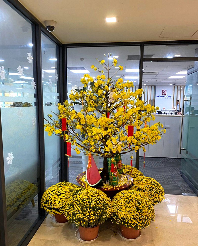 Cách trang trí cây mai ngày Tết đẹp Cách trang trí cây mai ngày Tết đẹp