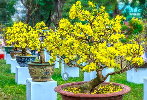 Kỹ thuật chăm sóc mai sau Tết Kỹ thuật chăm sóc mai sau Tết