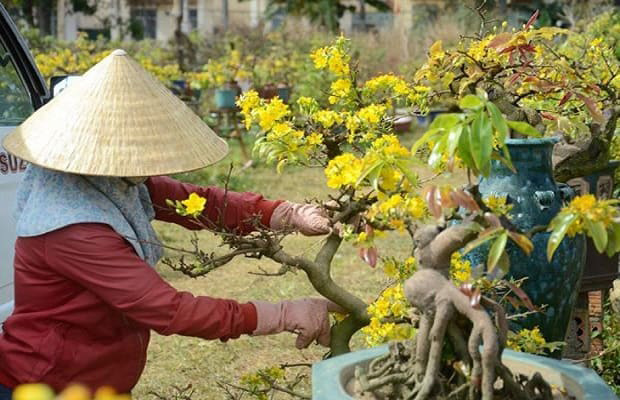 Cách chăm sóc mai vàng sau Tết ở miền Bắc Cách chăm sóc mai vàng sau Tết ở miền Bắc
