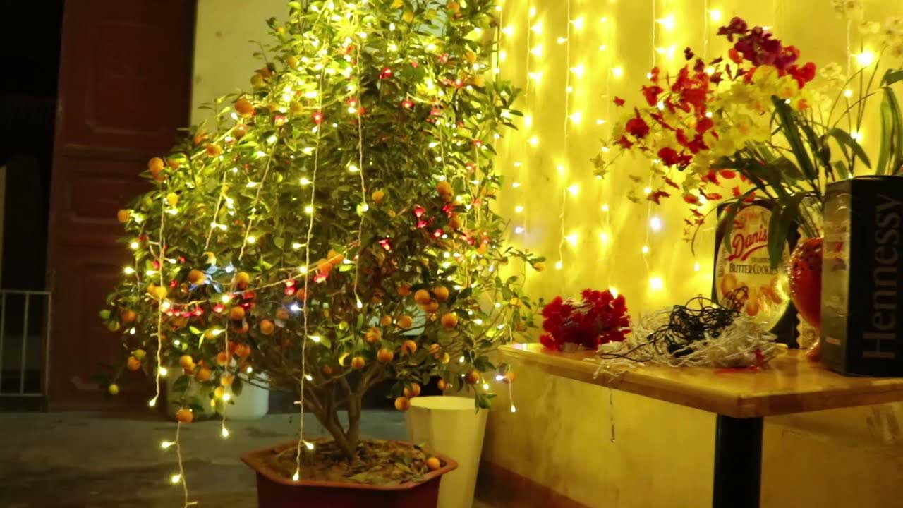 Trang trí cây quất bằng đèn nháy Trang trí cây quất bằng đèn nháy