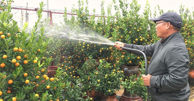 Cách trồng và chăm sóc quất sau Tết Cách trồng và chăm sóc quất sau Tết