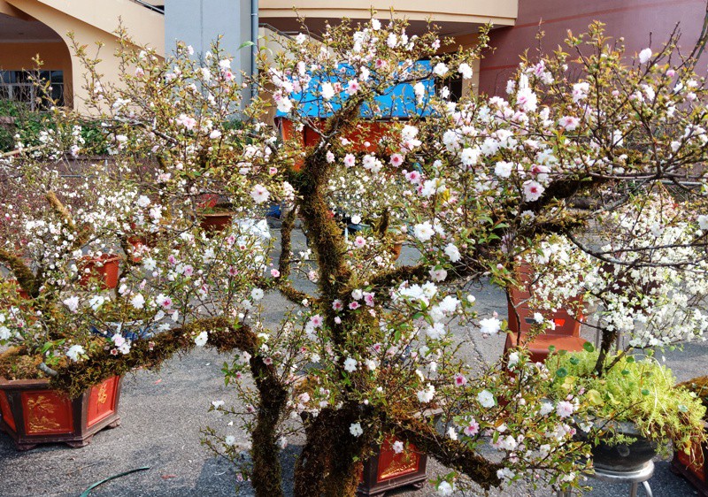 Ảnh cây nhất chi mai Ảnh cây nhất chi mai