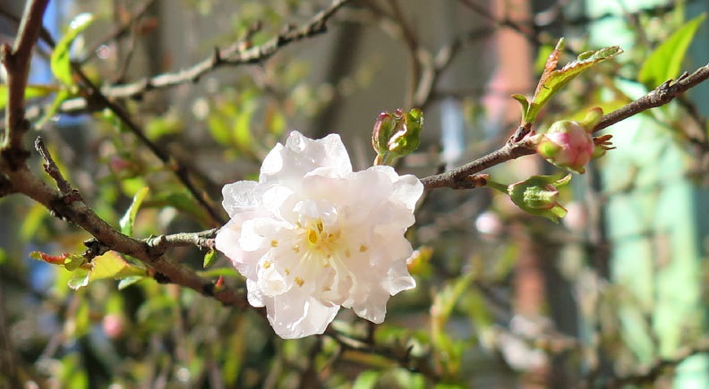 Nhất chi mai có ý nghĩa gì? Nhất chi mai có ý nghĩa gì?