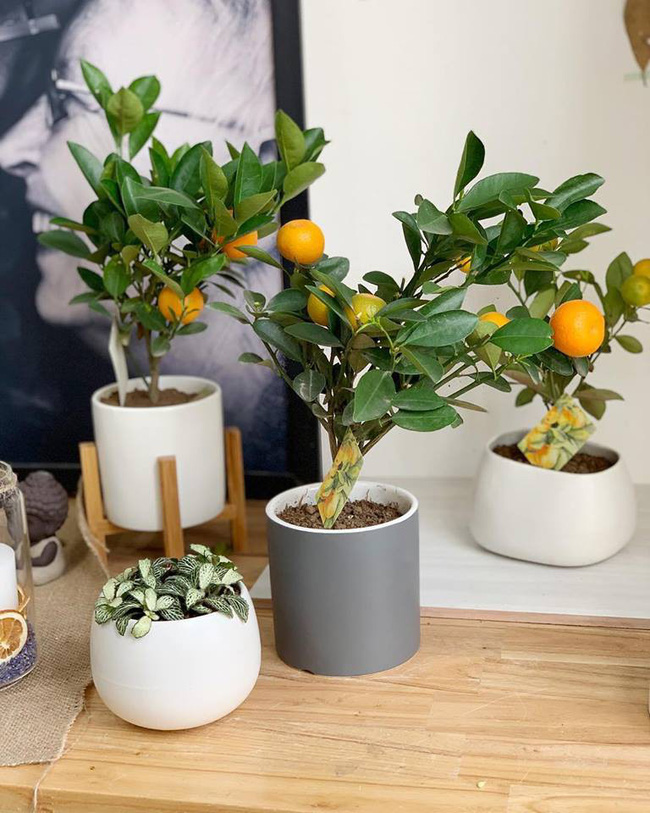 Cây quất thế đẹp Cây quất thế đẹp