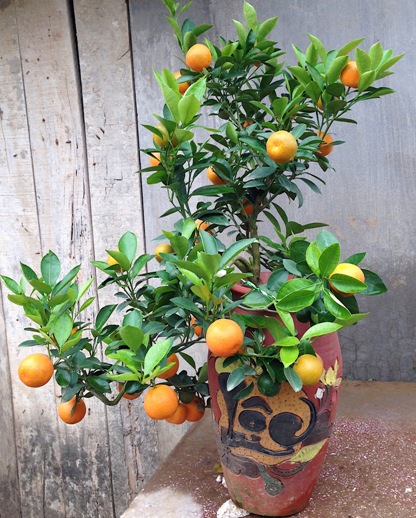 Các thế quất đẹp Các thế quất đẹp