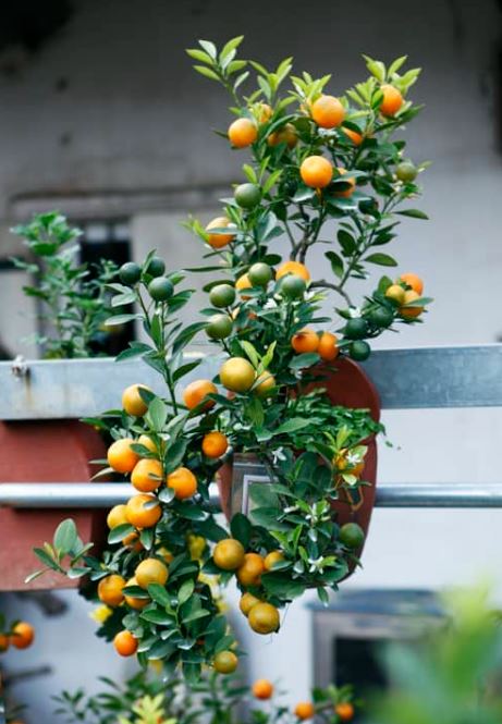 Các thế quất đẹp