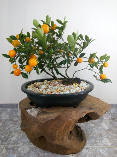 Các thế quất đẹp Các thế quất đẹp