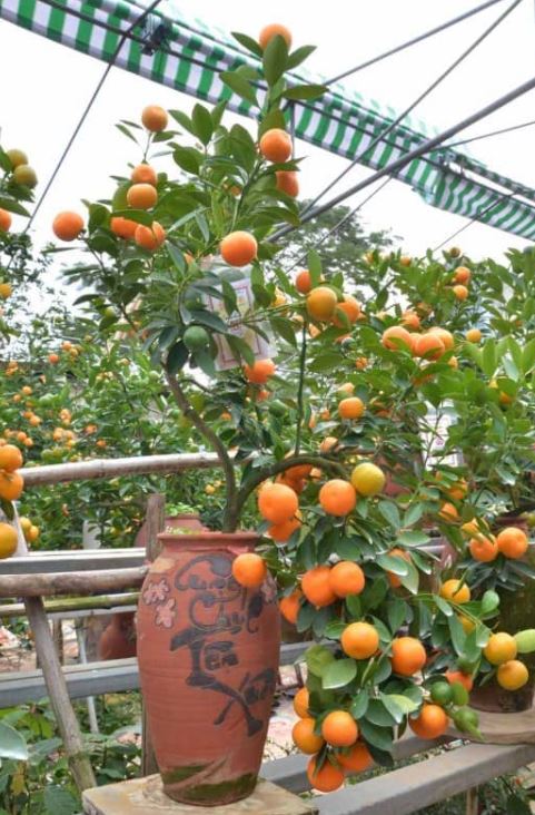 Các thế quất đẹp