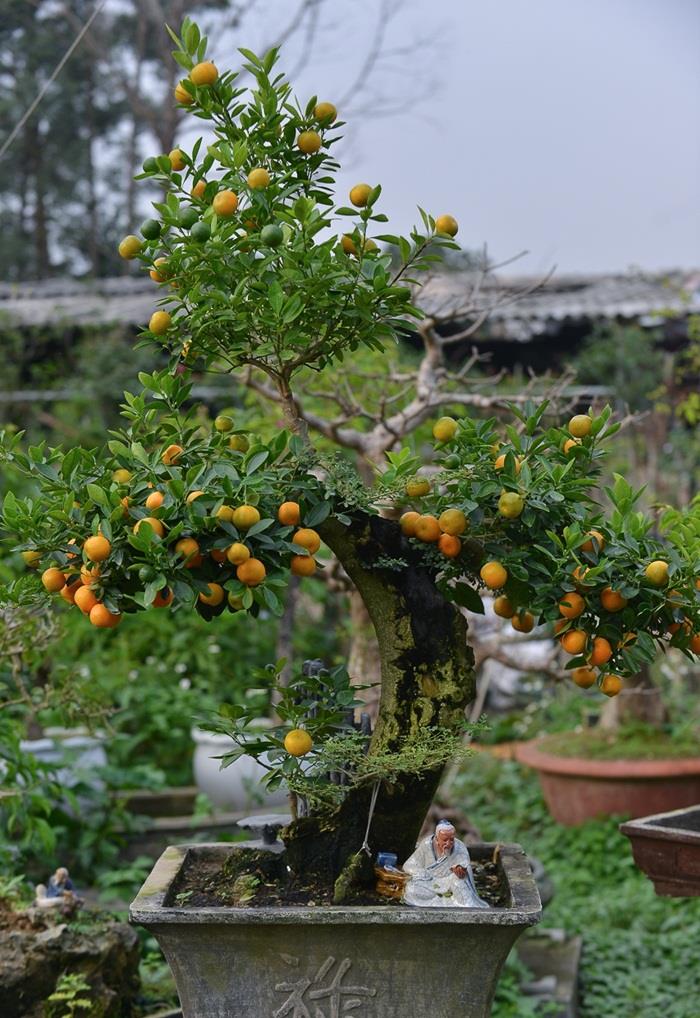 Các thế quất đẹp Các thế quất đẹp