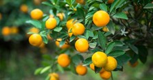 Ý nghĩa cây quất ngày Tết là gì? Các thế quất đẹp