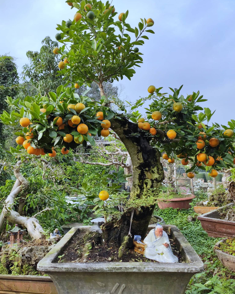 Các thế quất đẹp Các thế quất đẹp