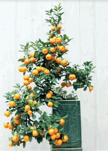 Các thế quất đẹp