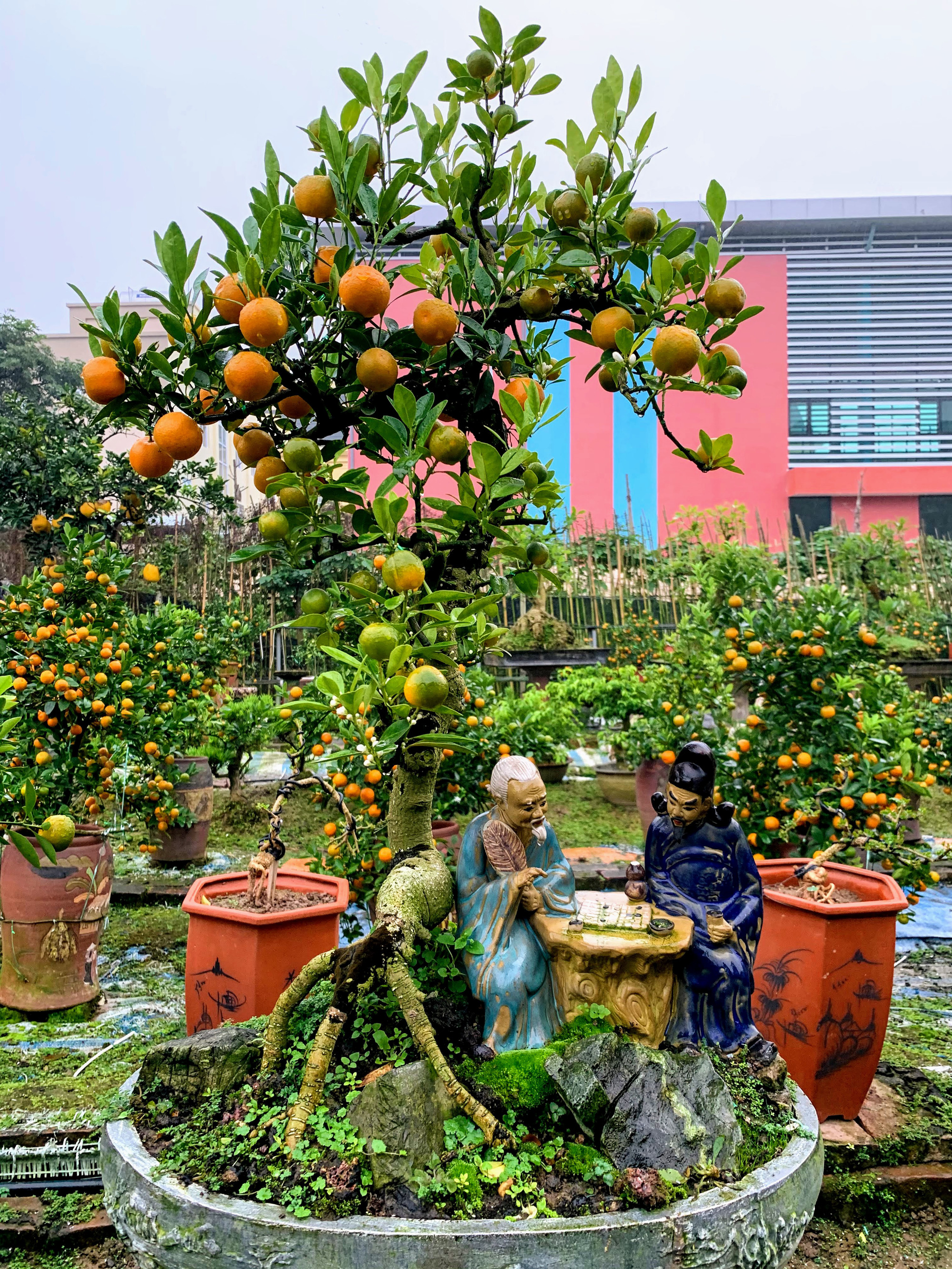 Các thế quất đẹp Các thế quất đẹp