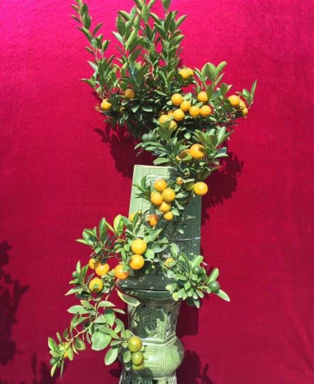 Các thế quất đẹp