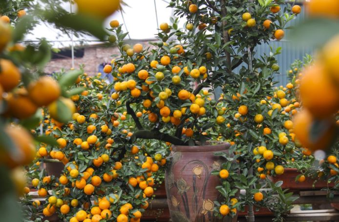 Các thế quất đẹp