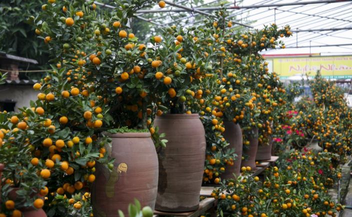 Các thế quất đẹp