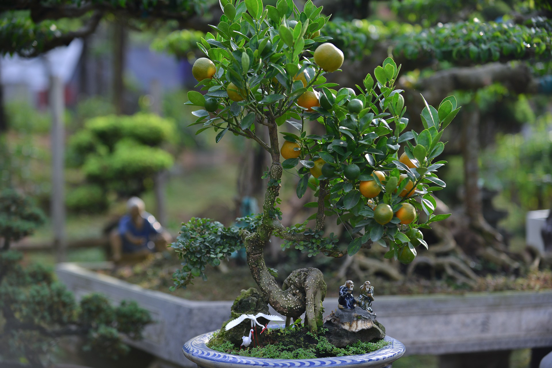 Các thế quất đẹp Các thế quất đẹp