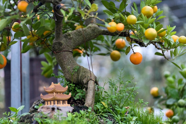 Các thế quất đẹp Các thế quất đẹp