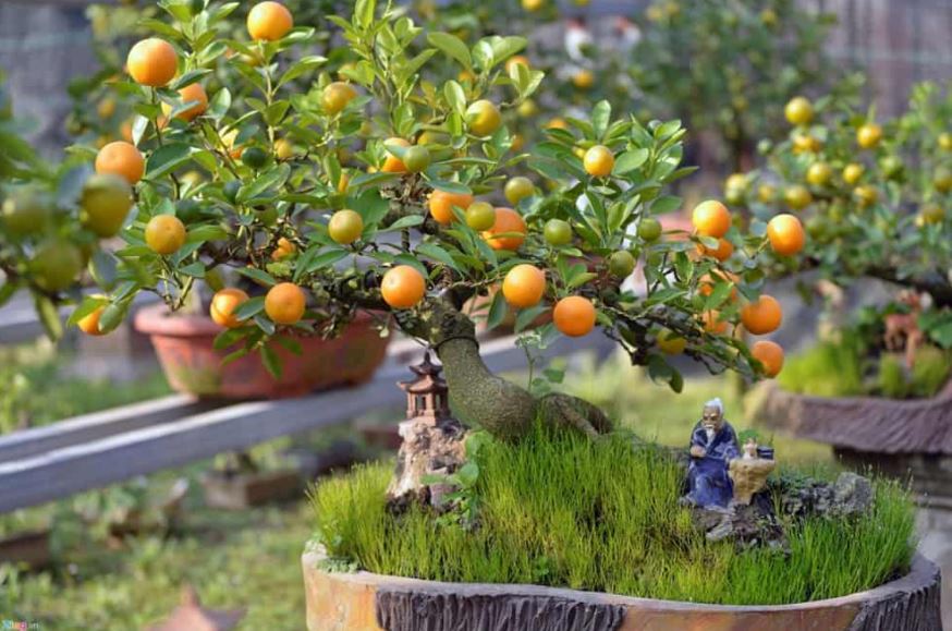 Các thế quất đẹp