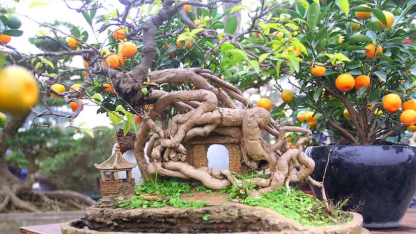 Các thế quất đẹp