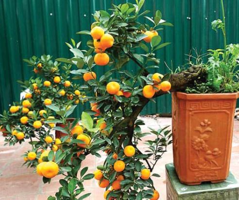 Các thế quất đẹp