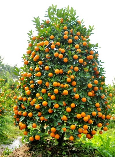 Ý nghĩa của cây quất ngày Tết là gì? Ý nghĩa của cây quất ngày Tết là gì?