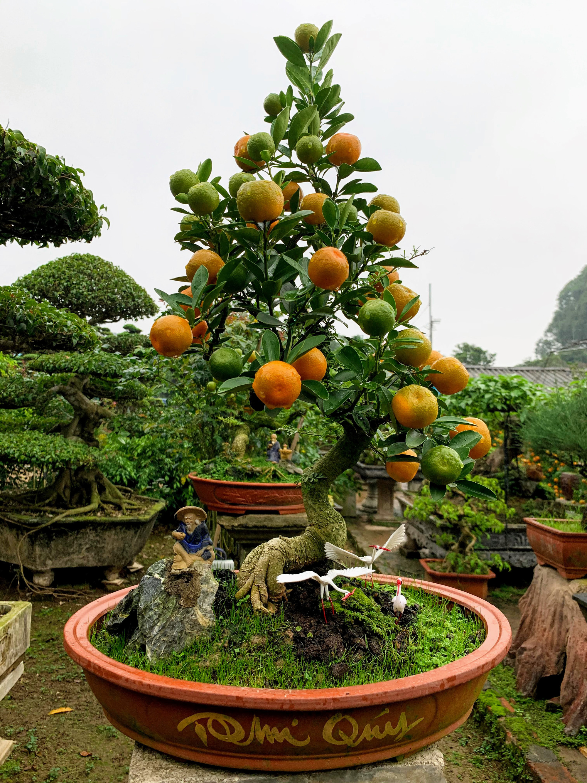 Ảnh cây quất Tết Ảnh cây quất Tết