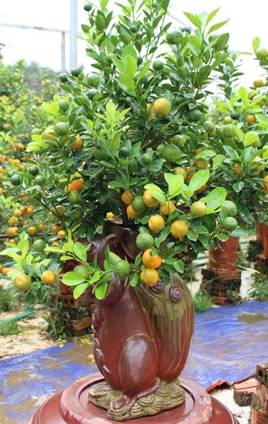 Ảnh cây quất Ảnh cây quất