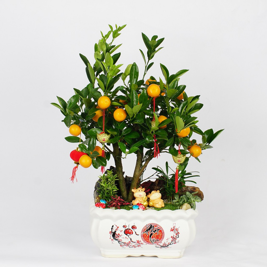 Các thế quất đẹp Các thế quất đẹp