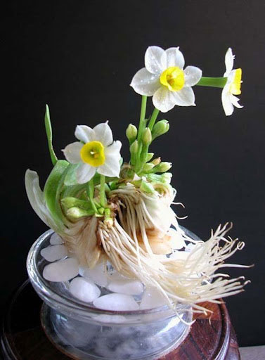 Hoa thủy tiên Hoa thủy tiên