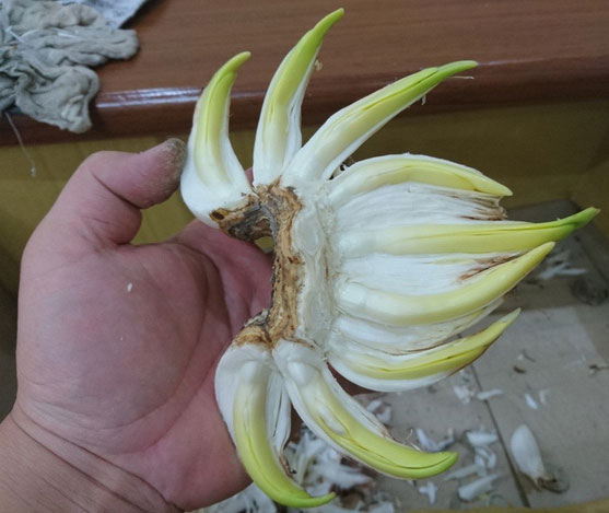 Cách gọt hoa thủy tiên Cách gọt hoa thủy tiên