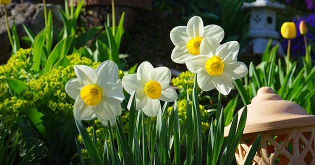 Hoa thủy tiên Hoa thủy tiên