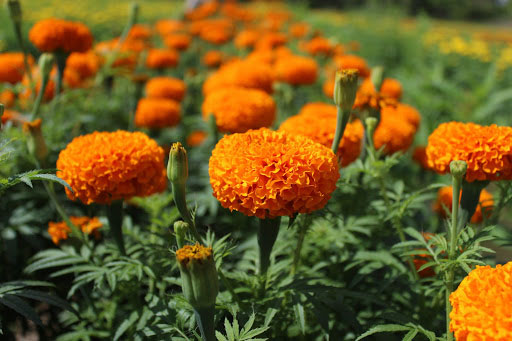 Hoa cúc vạn thọ